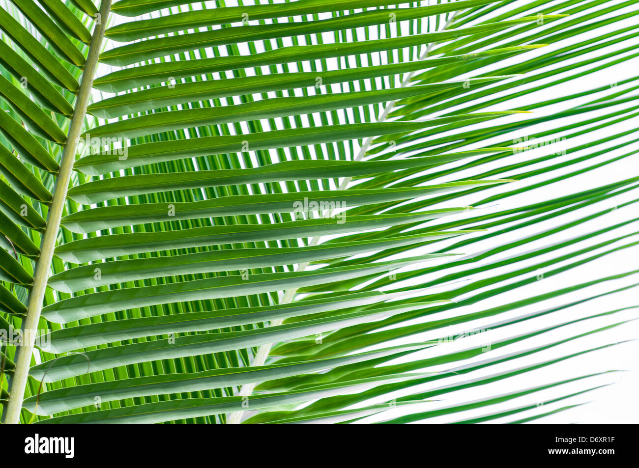 Green plant leaves Stock Photo