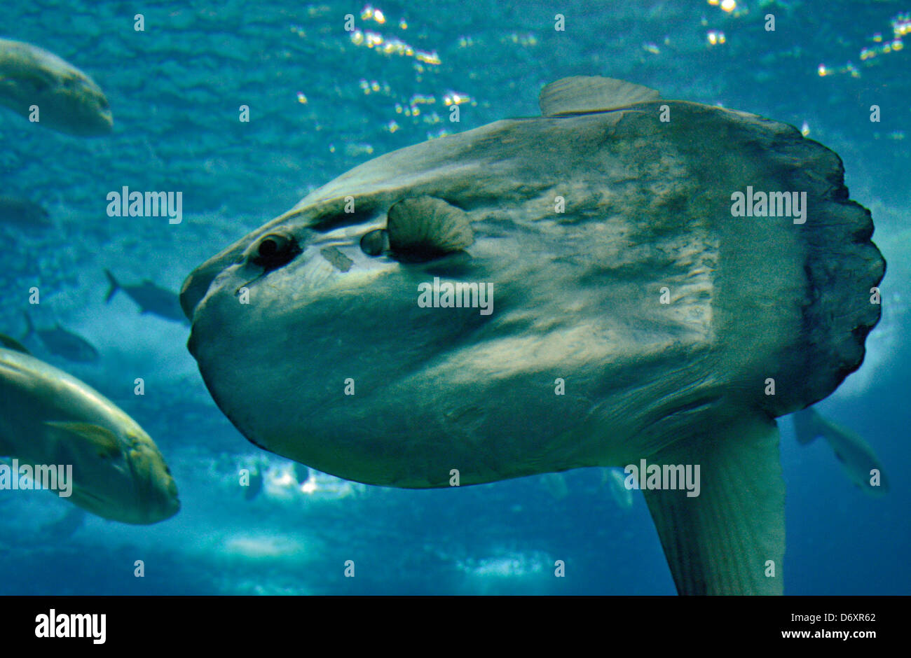 Portugal, Lisbon: Baby sunfish (Mola mola) in the Oceanario de