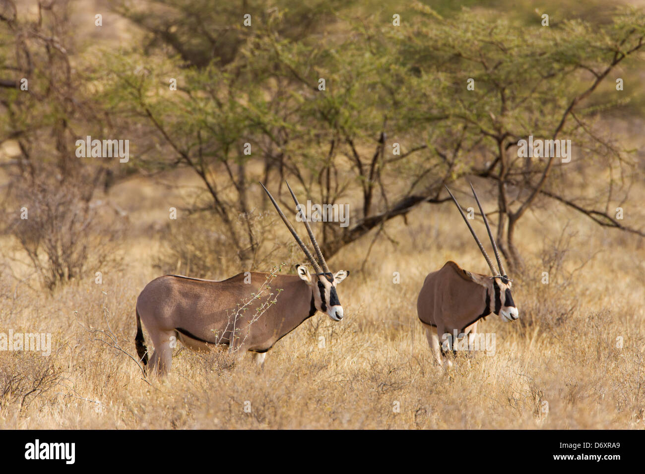 Oryx Gazella on the savanna, Samburu, Kenya Stock Photo