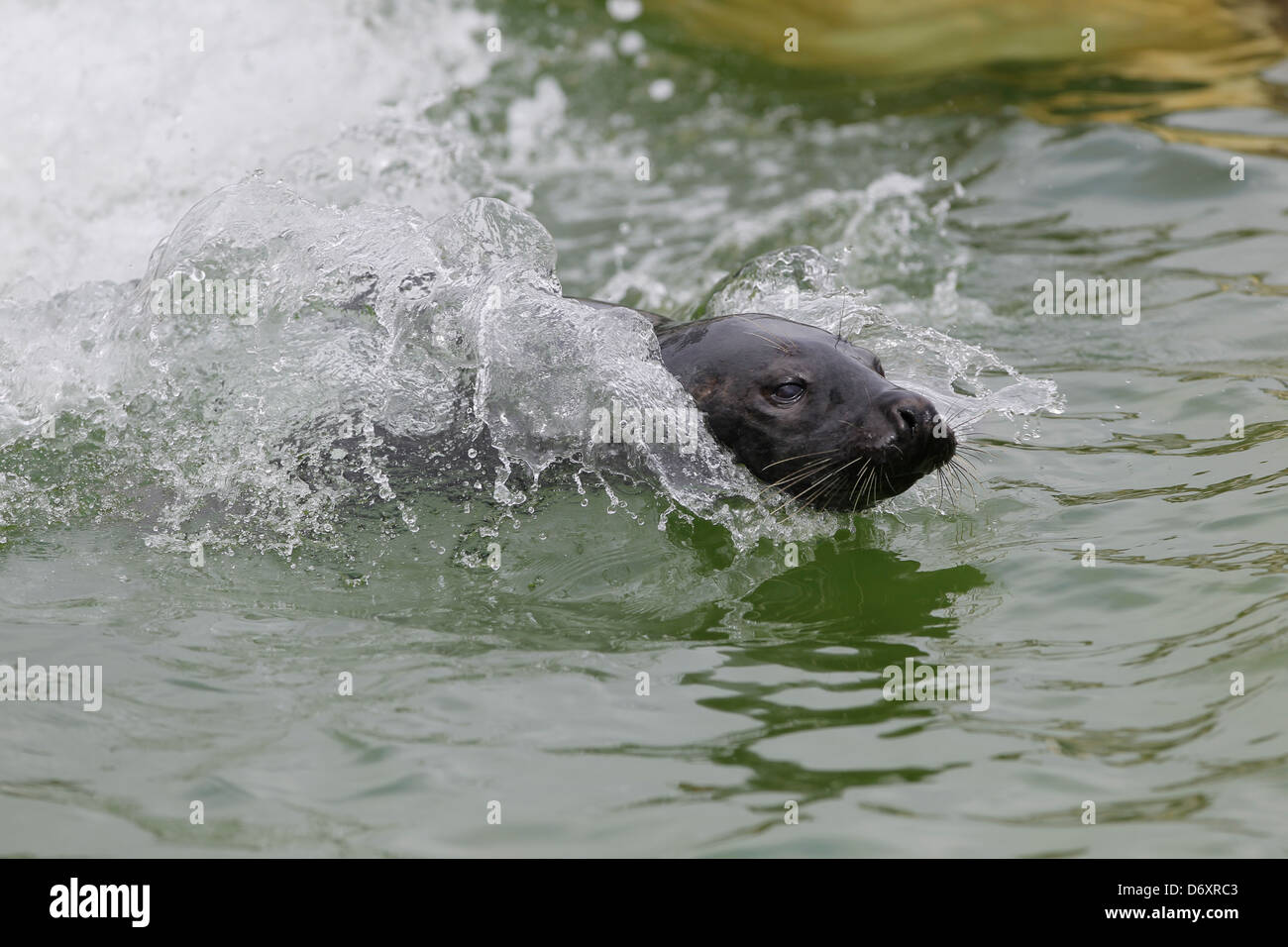 Friedrichskoog, Germany, gray seal swims through the water quickly Stock Photo