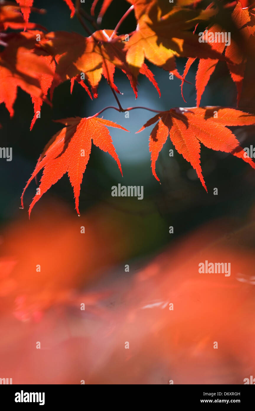 Maple maple tree tree scotland hi-res stock photography and images - Alamy