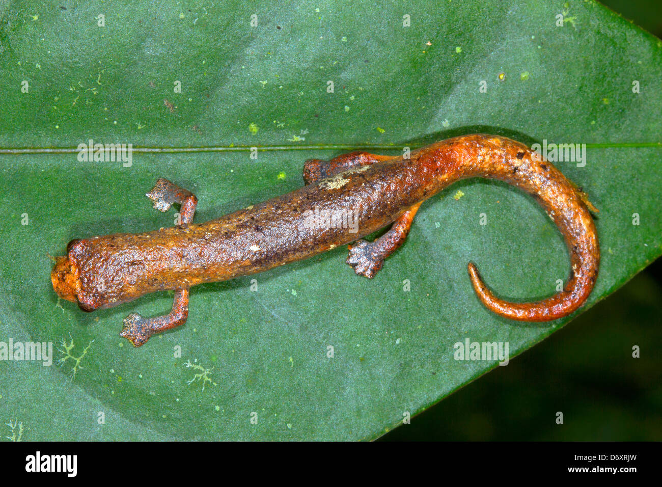Amazon Climbing Salamander (Bolitoglossa altamazonica) in rainforest, Ecuador Stock Photo