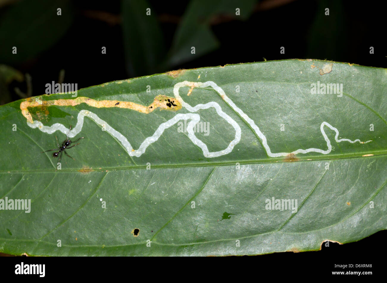Tunnel made my a leaf miner larva in a rainforest leaf. The tunnel starts on the right when the animal was small and widens Stock Photo