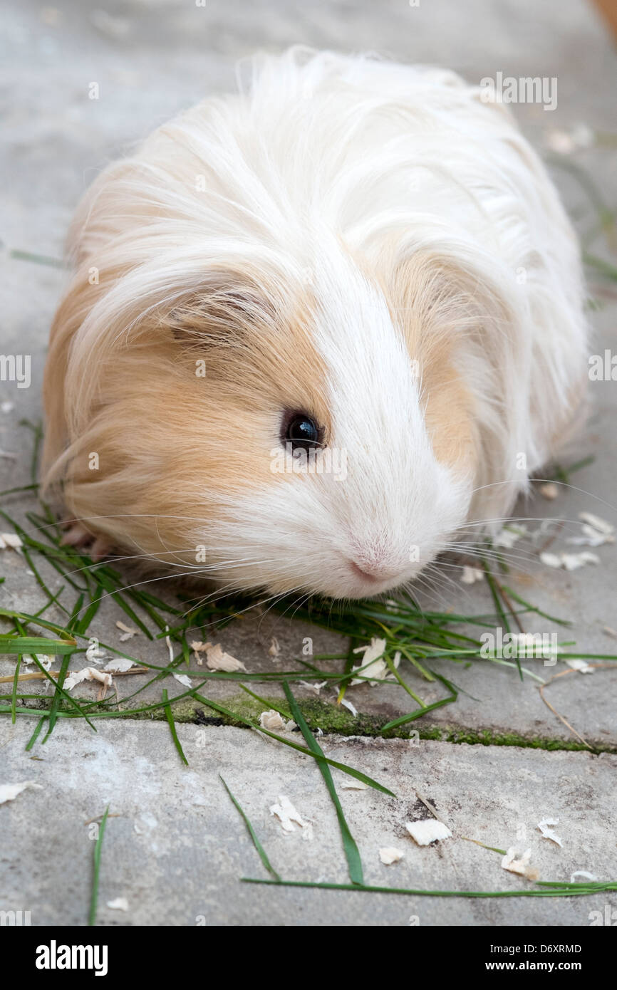 Long haired Sheltie Guinea Pig eating grass Stock Photo Alamy