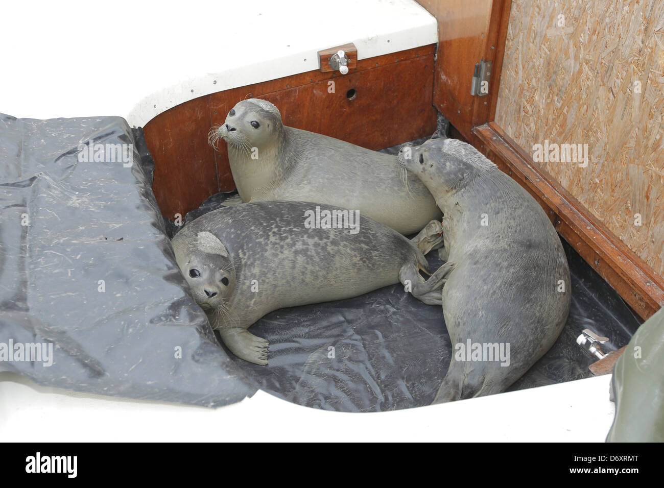 Friedrichskoog, Germany, young seals are removed and ausgwildert Stock Photo
