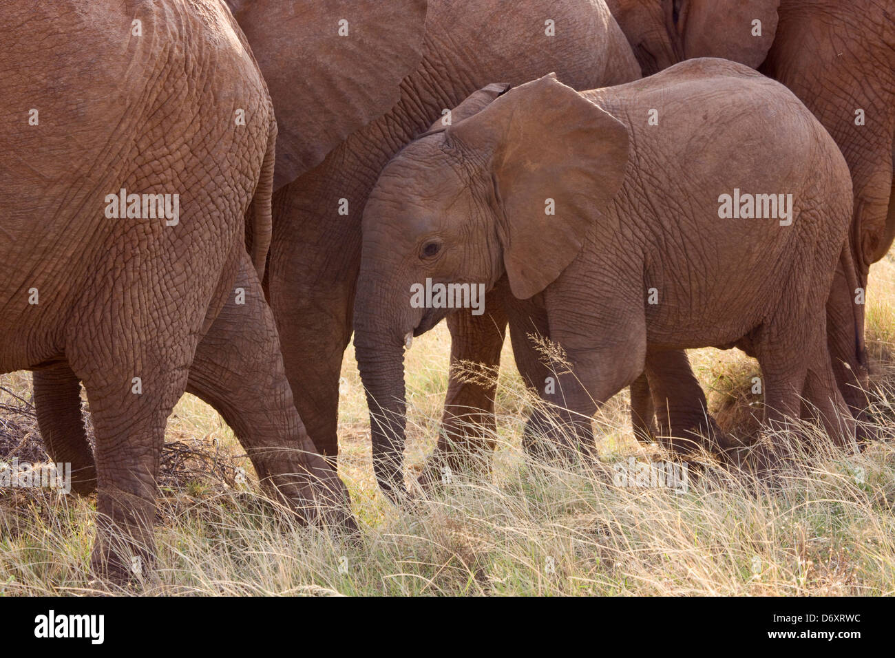 Elephant herd in the savanna, Samburu, Kenya Stock Photo