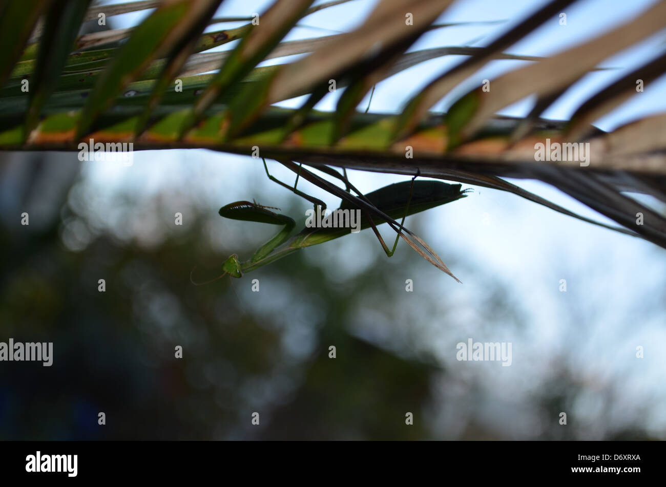 Here were one mantises nun on a sheet(leaf) of palm tree. Stock Photo