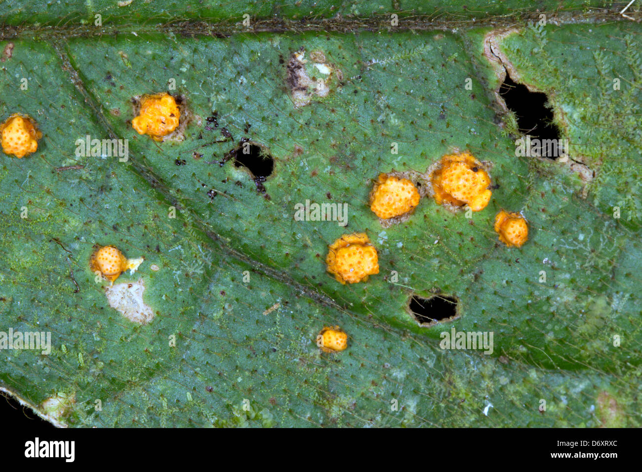 Leaf of a rainforest tree infected with a pathogenic fungus Stock Photo