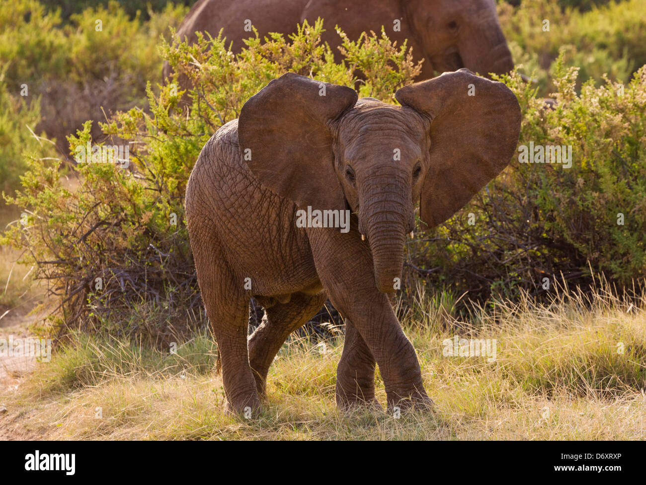 Baby elephant on the savanna, Samburu, Kenya Stock Photo