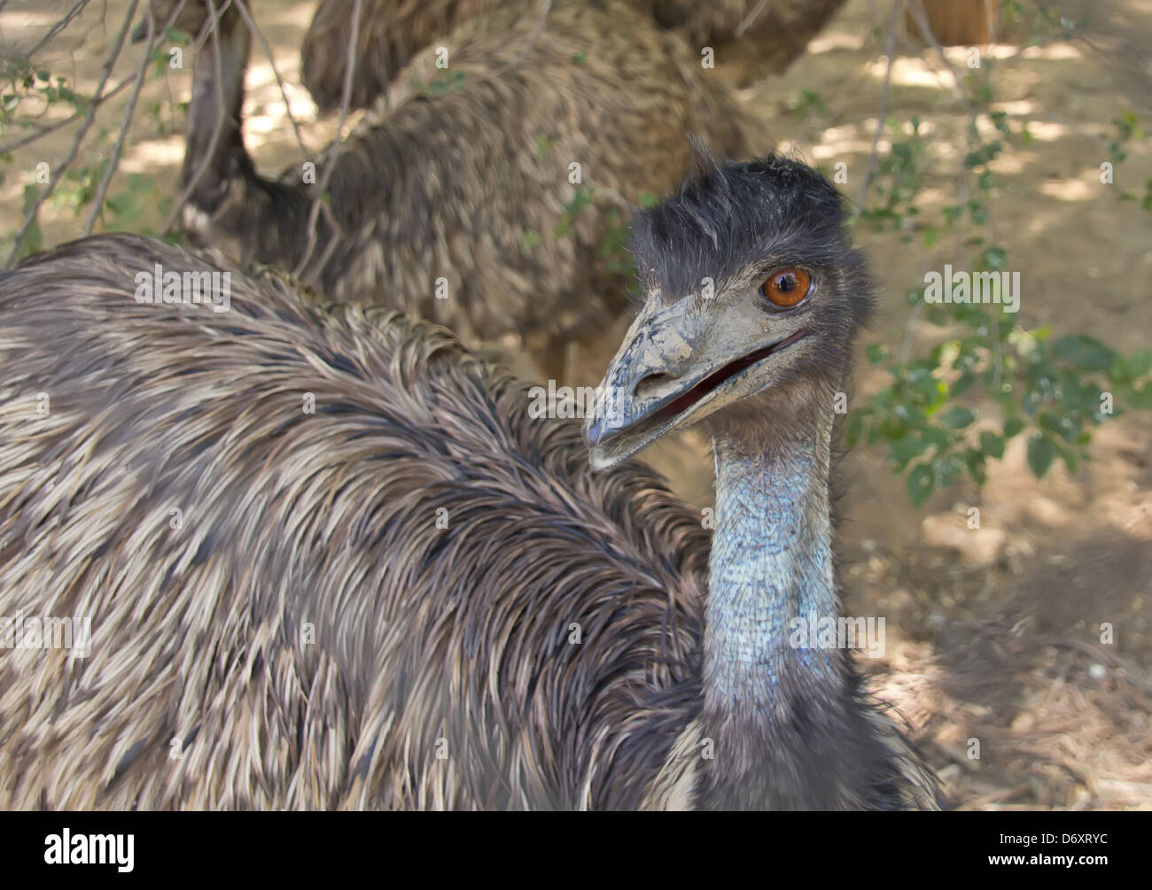 Great emu walking Stock Photo Alamy