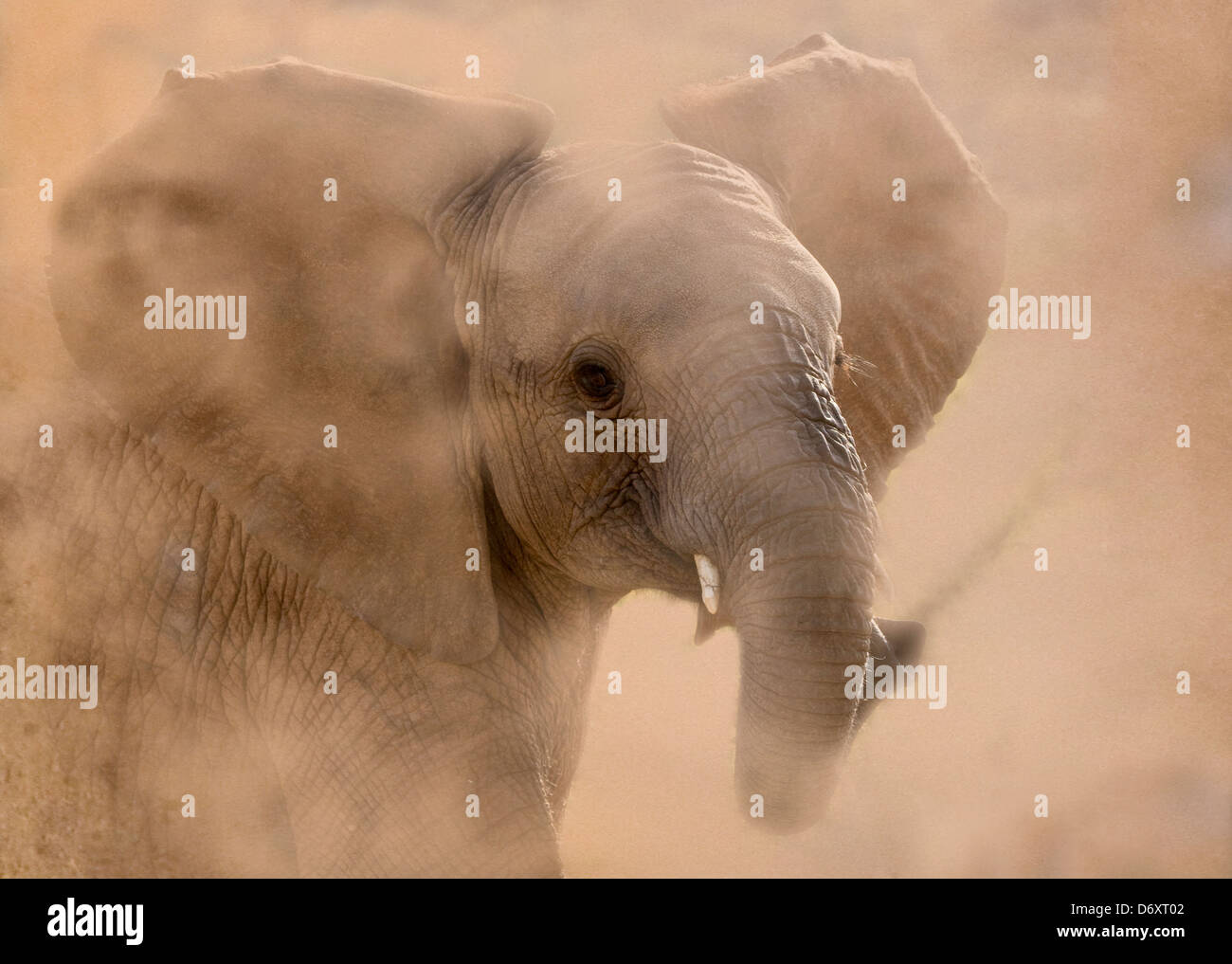 Baby elephant, Samburu, Kenya Stock Photo Alamy