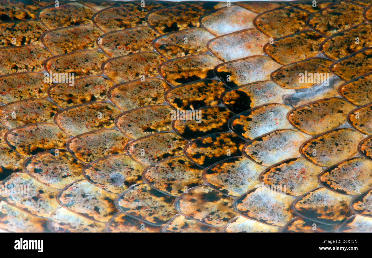 Skin of the Amazonian snake Xenodon severus Stock Photo