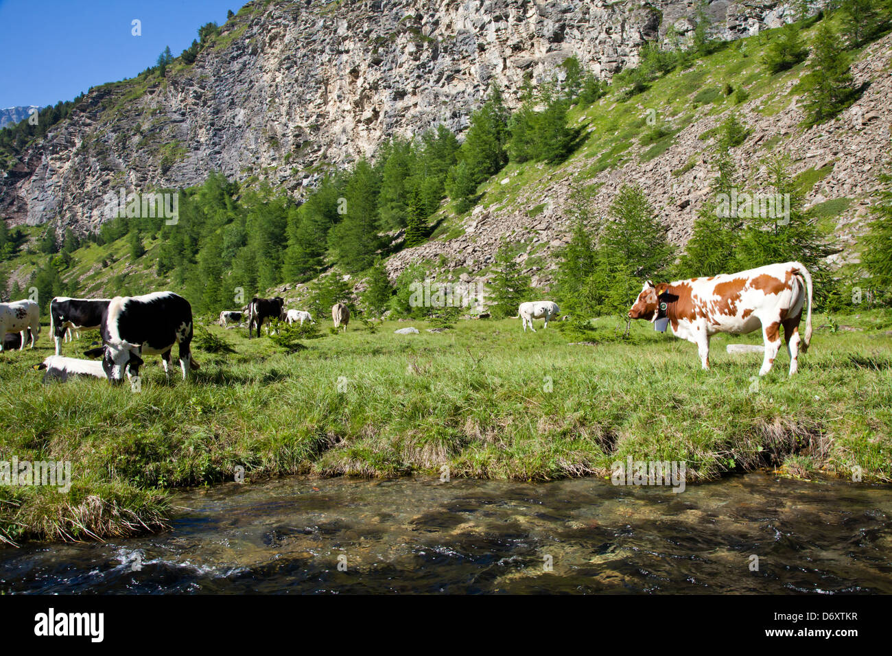Italian Ciws Italian cows during a sunny day close to Susa, Piedmont, Italian Alps ...