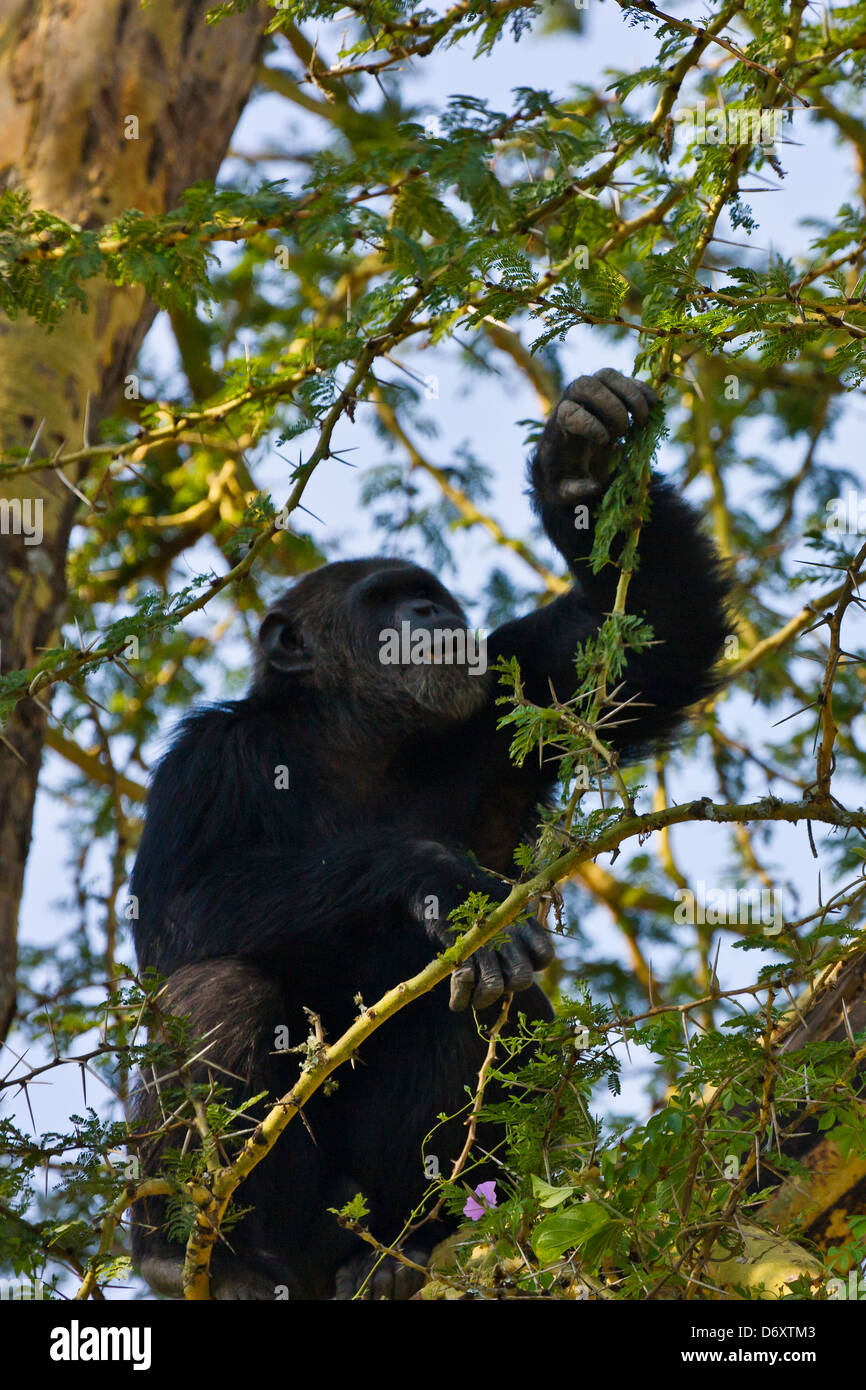 Chimpanzee, Sweetwaters, Samburu, Kenya Stock Photo - Alamy