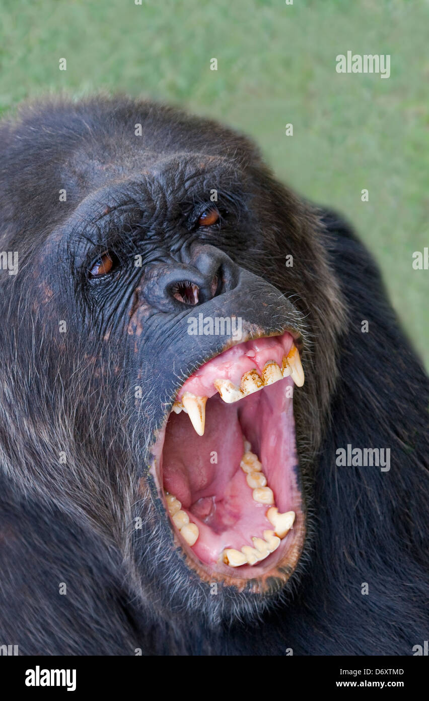Chimpanzee, Sweetwaters, Samburu, Kenya Stock Photo