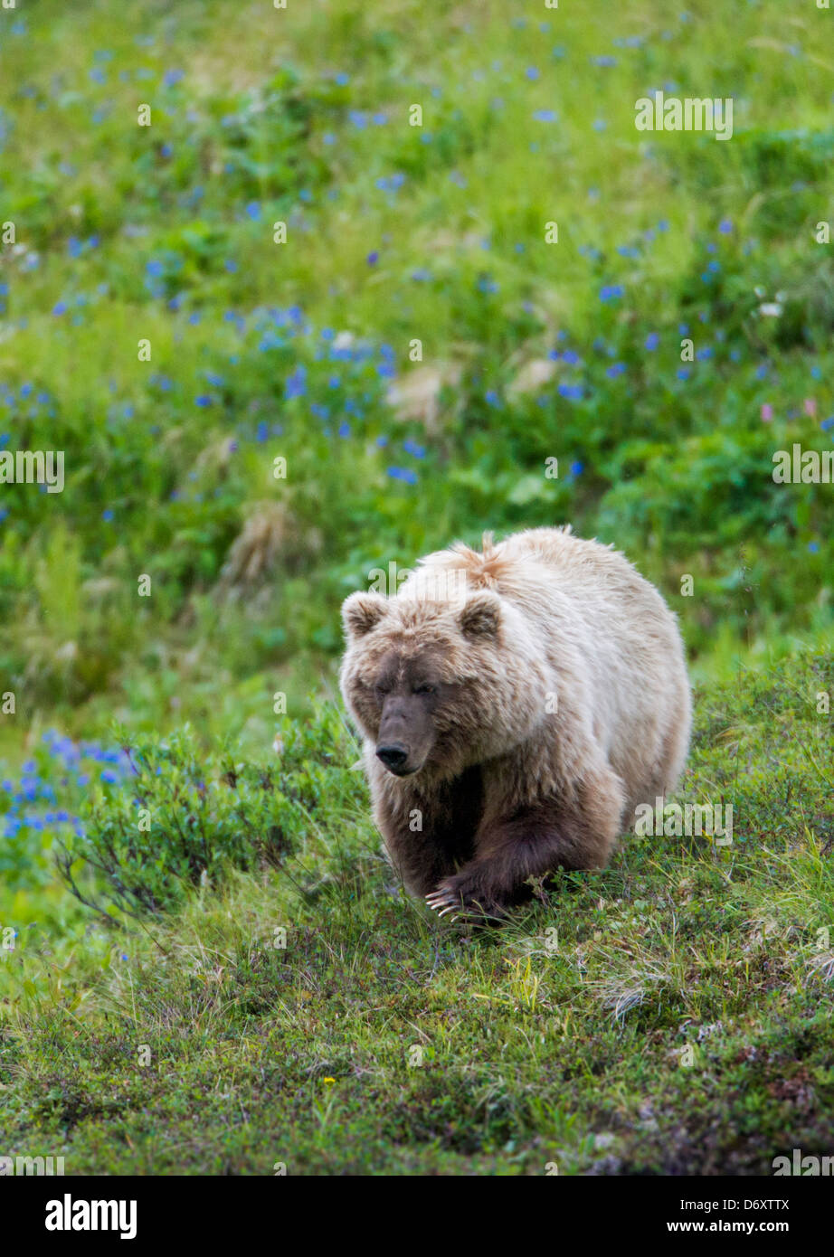 Sow (female) Grizzly bear (Ursus arctos horribilis) near Stony Dome and Highway Pass, Denali National Park, Alaska, USA Stock Photo
