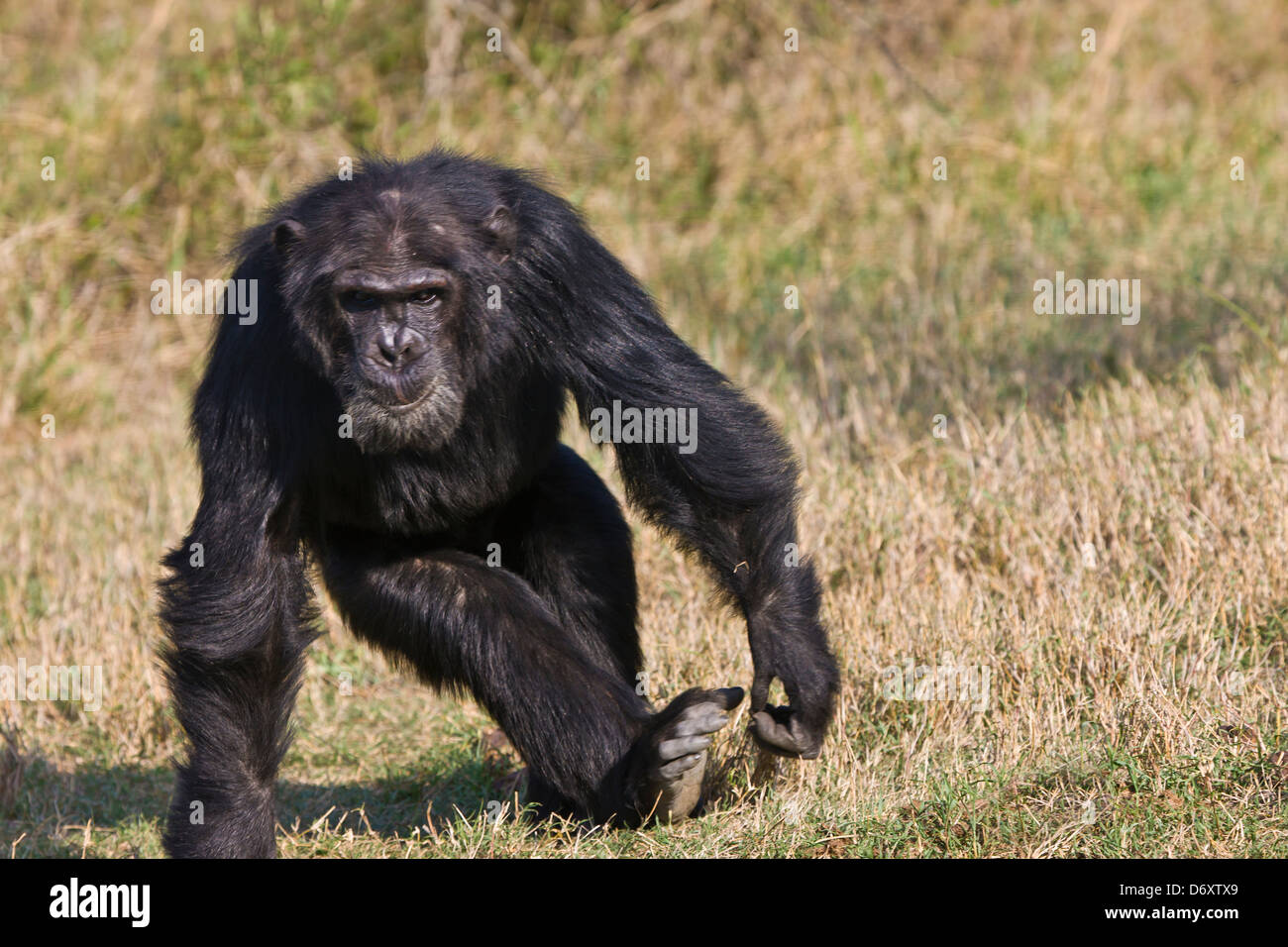Chimpanzee, Sweetwaters, Samburu, Kenya Stock Photo