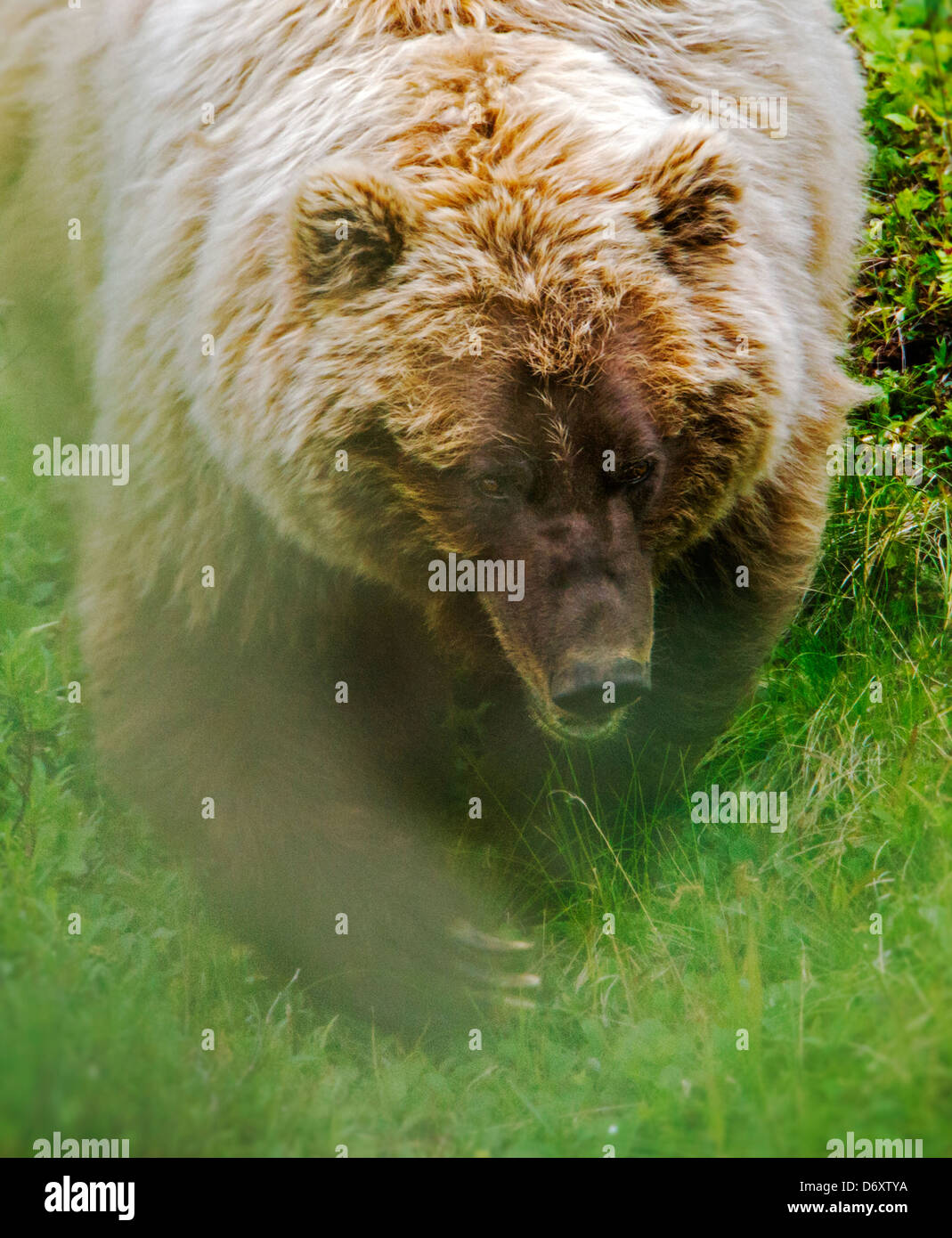 Sow (female) Grizzly bear (Ursus arctos horribilis) near Stony Dome and Highway Pass, Denali National Park, Alaska, USA Stock Photo