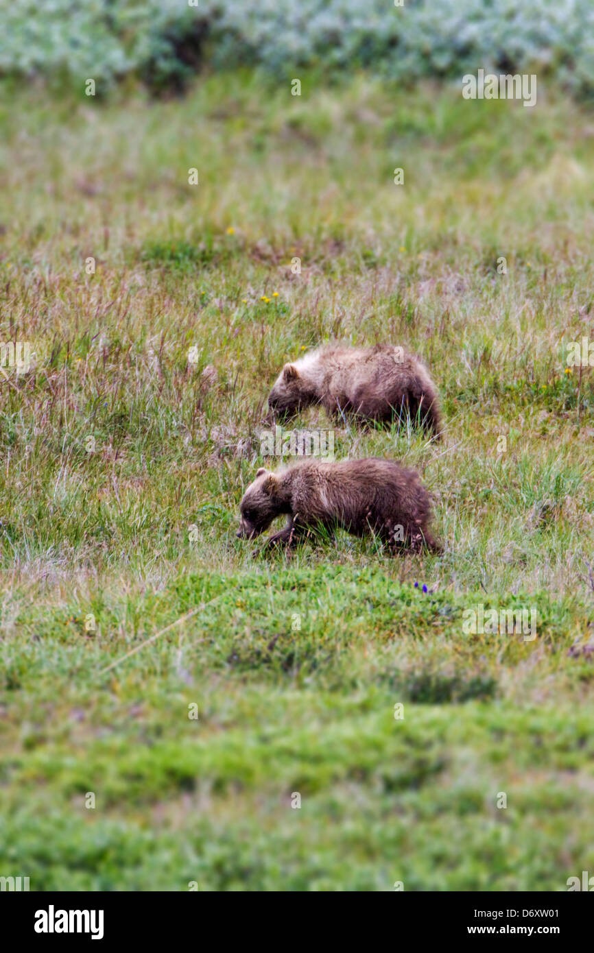 Two Grizzly bear cubs (Ursus arctos horribilis) near Stony Dome and Highway Pass, Denali National Park, Alaska, USA Stock Photo