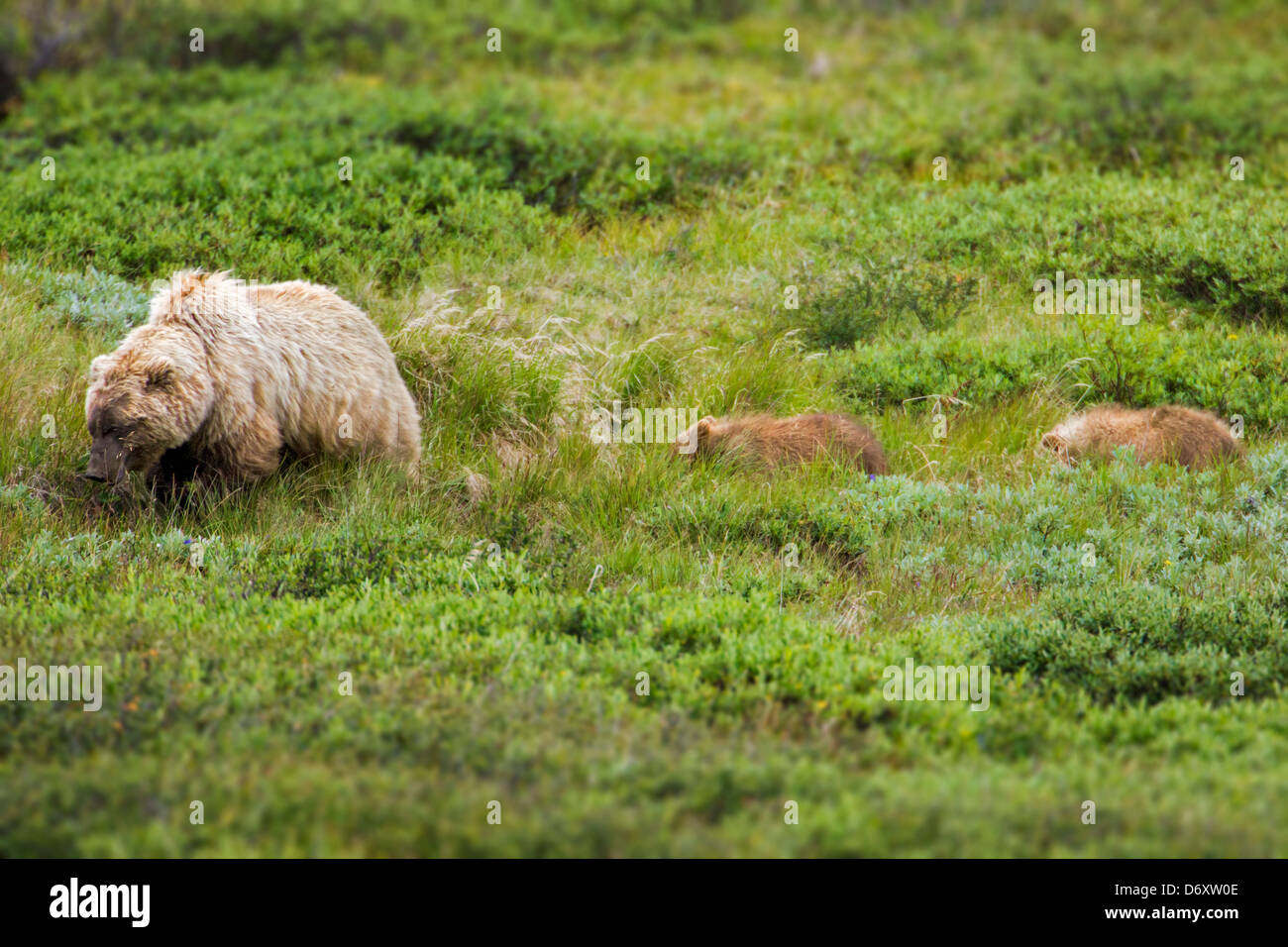 Sow (female) Grizzly bear (Ursus arctos horribilis) with her cubs near Stony Dome and Highway Pass, Denali National Park, Alaska Stock Photo