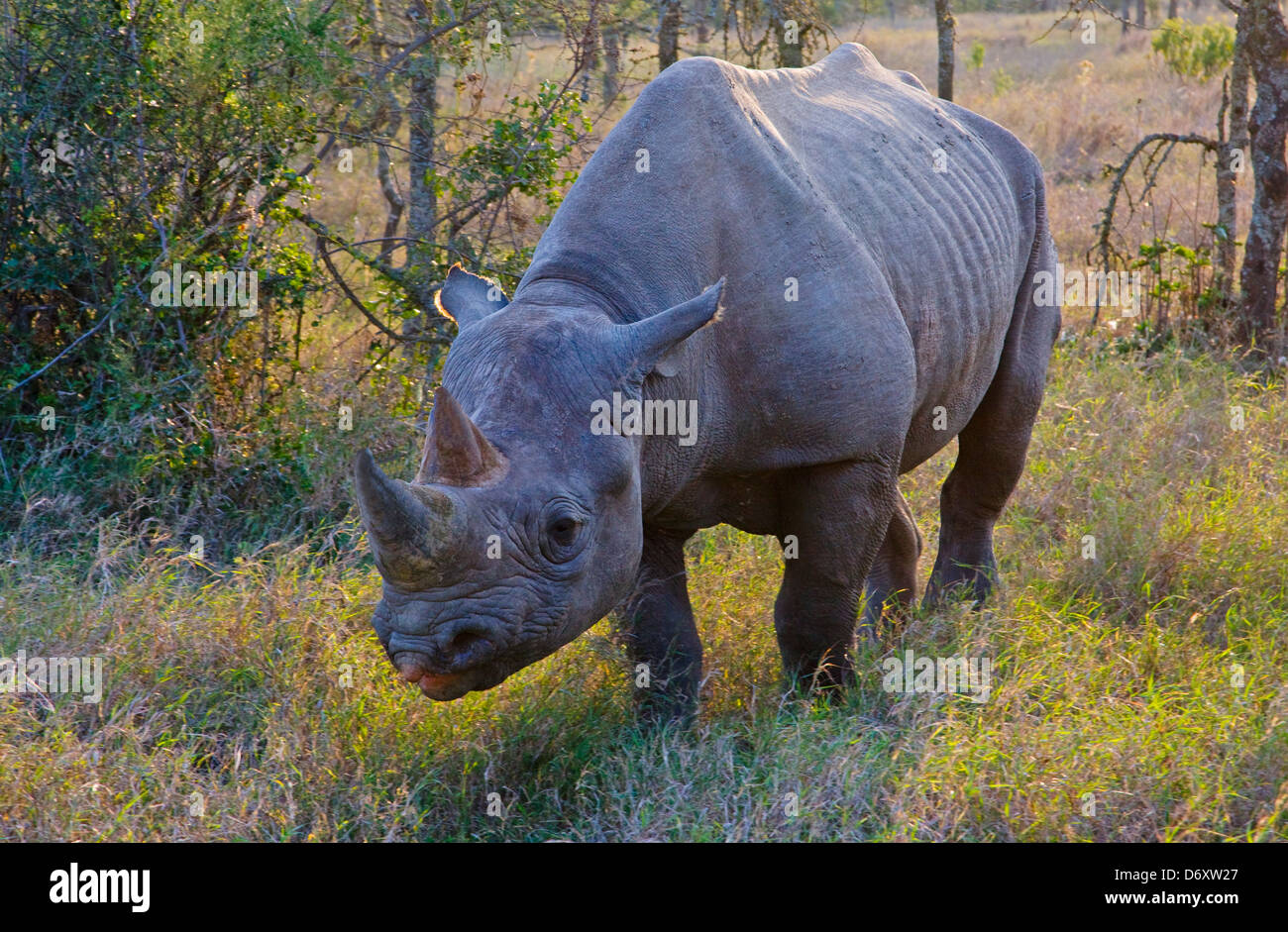 Black Rhino (Diceros bicornis), Samburu, Kenya Stock Photo