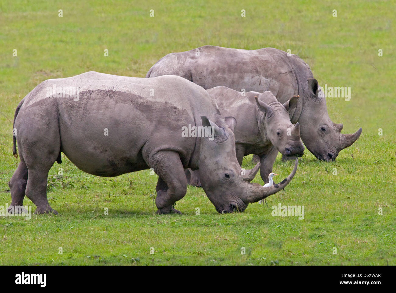 Black Rhino (Diceros bicornis), Nakuru, Kenya Stock Photo