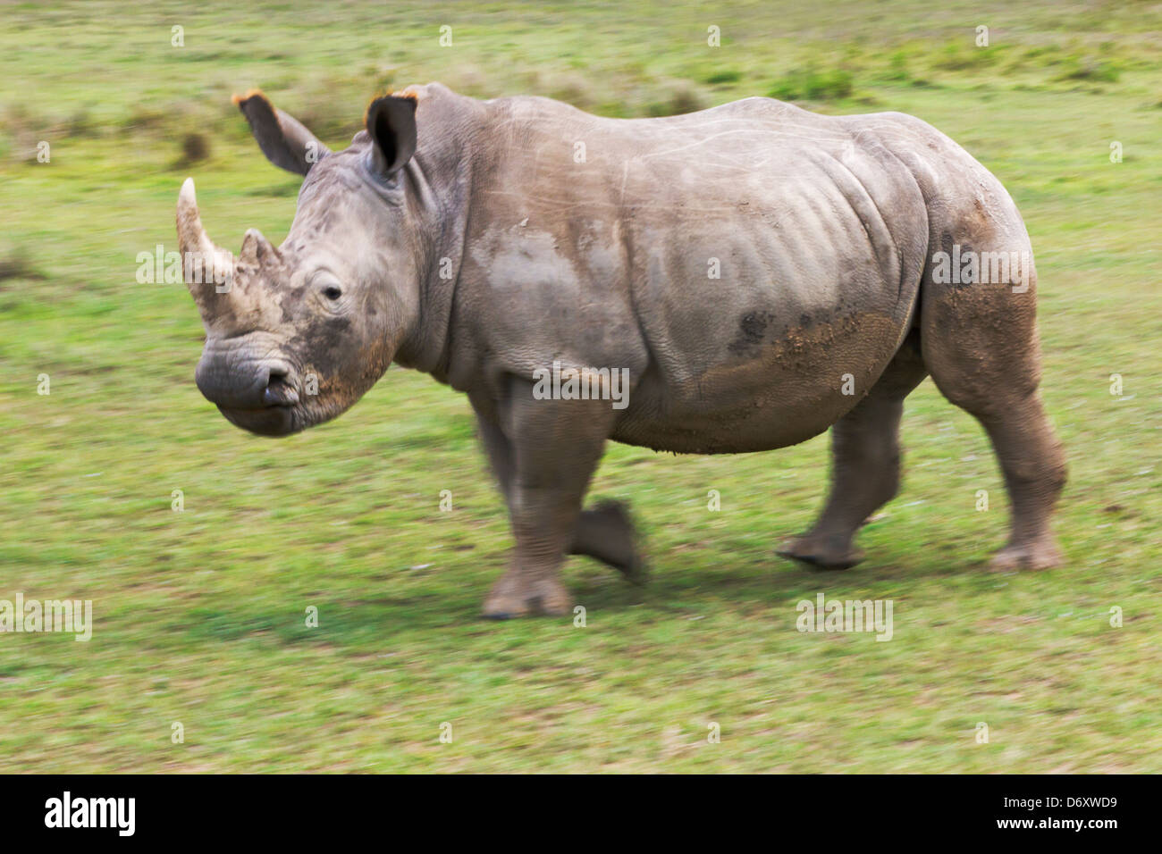 Black Rhino (Diceros bicornis), Nakuru, Kenya Stock Photo