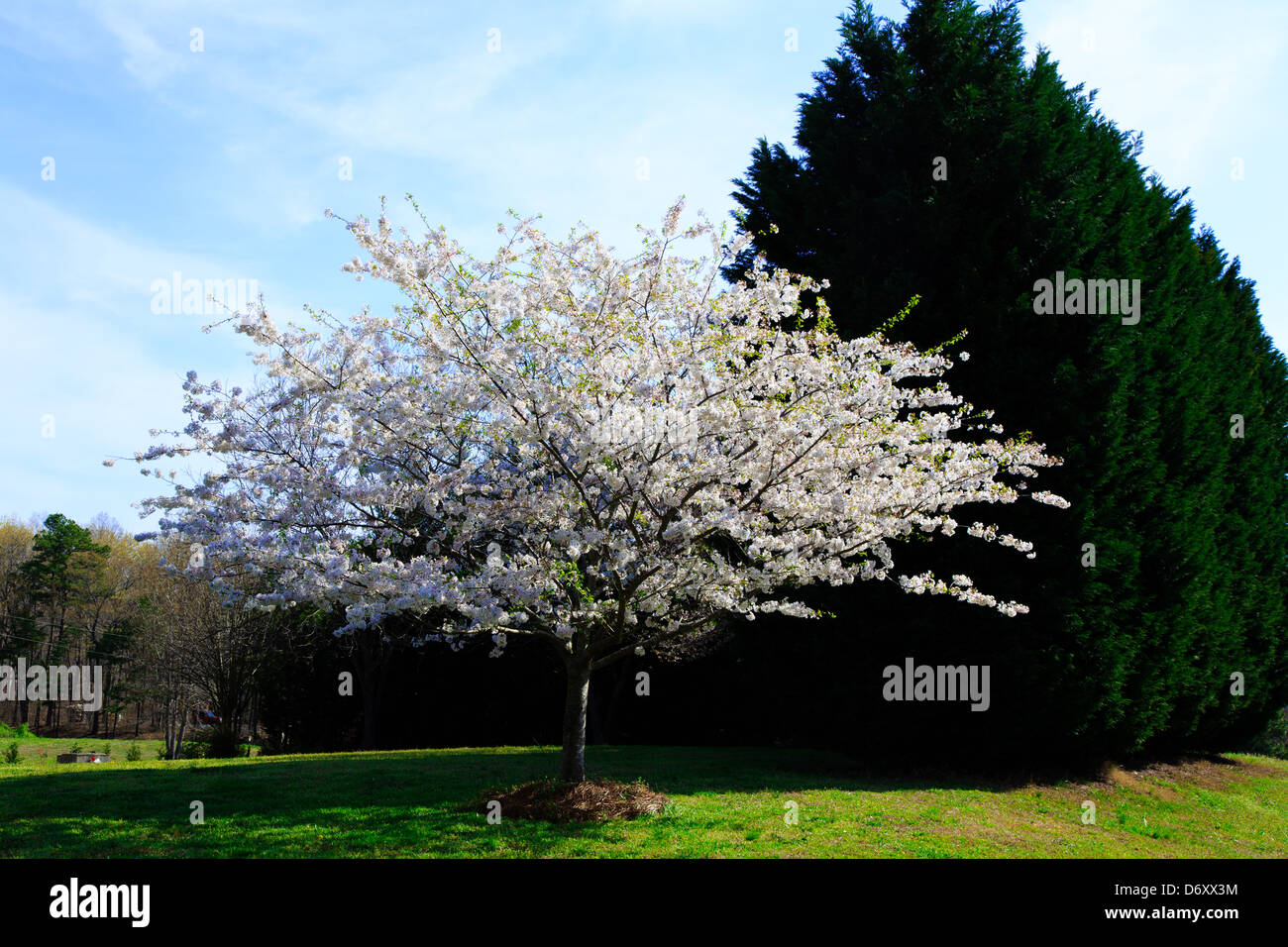Landscaping in the spring of a typical American Suburban neiborhood. Stock Photo