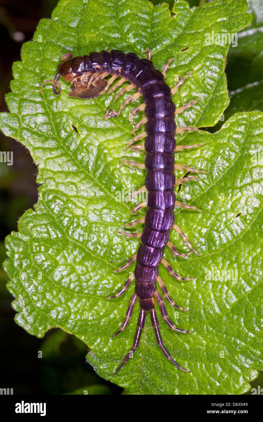Large centipede feeding on a prey item in the rainforest at night Stock Photo