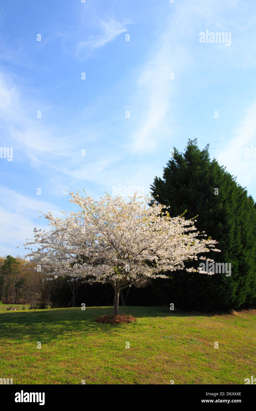 Landscaping in the spring of a typical American Suburban neiborhood. Stock Photo