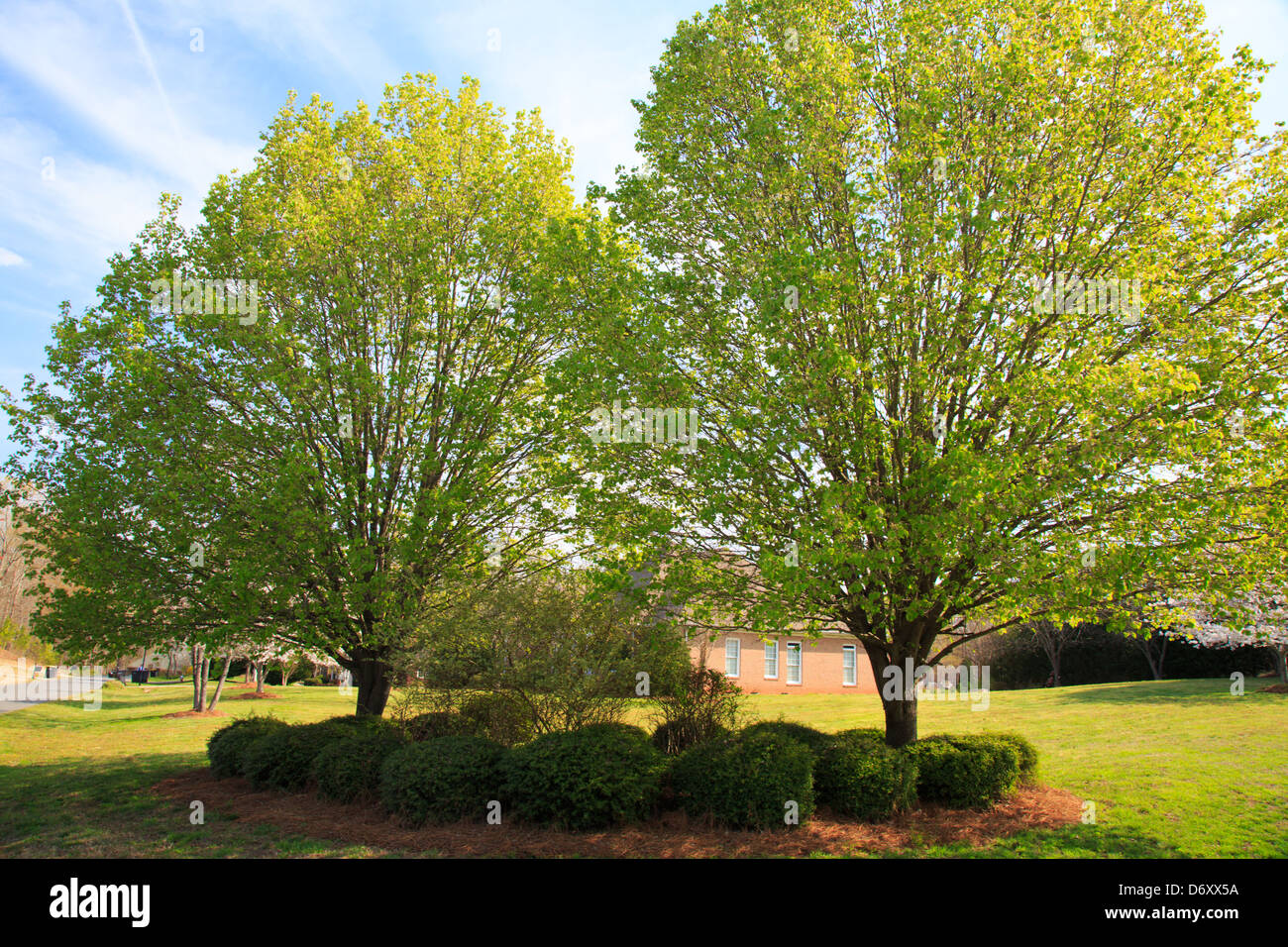 Landscaping in the spring of a typical American Suburban neiborhood. Stock Photo