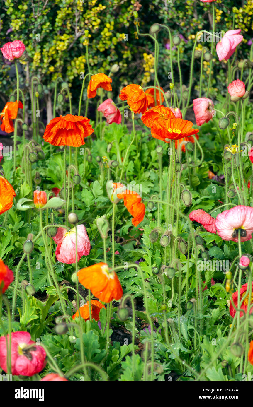 Beautiful poppy flowers hi-res stock photography and images - Alamy