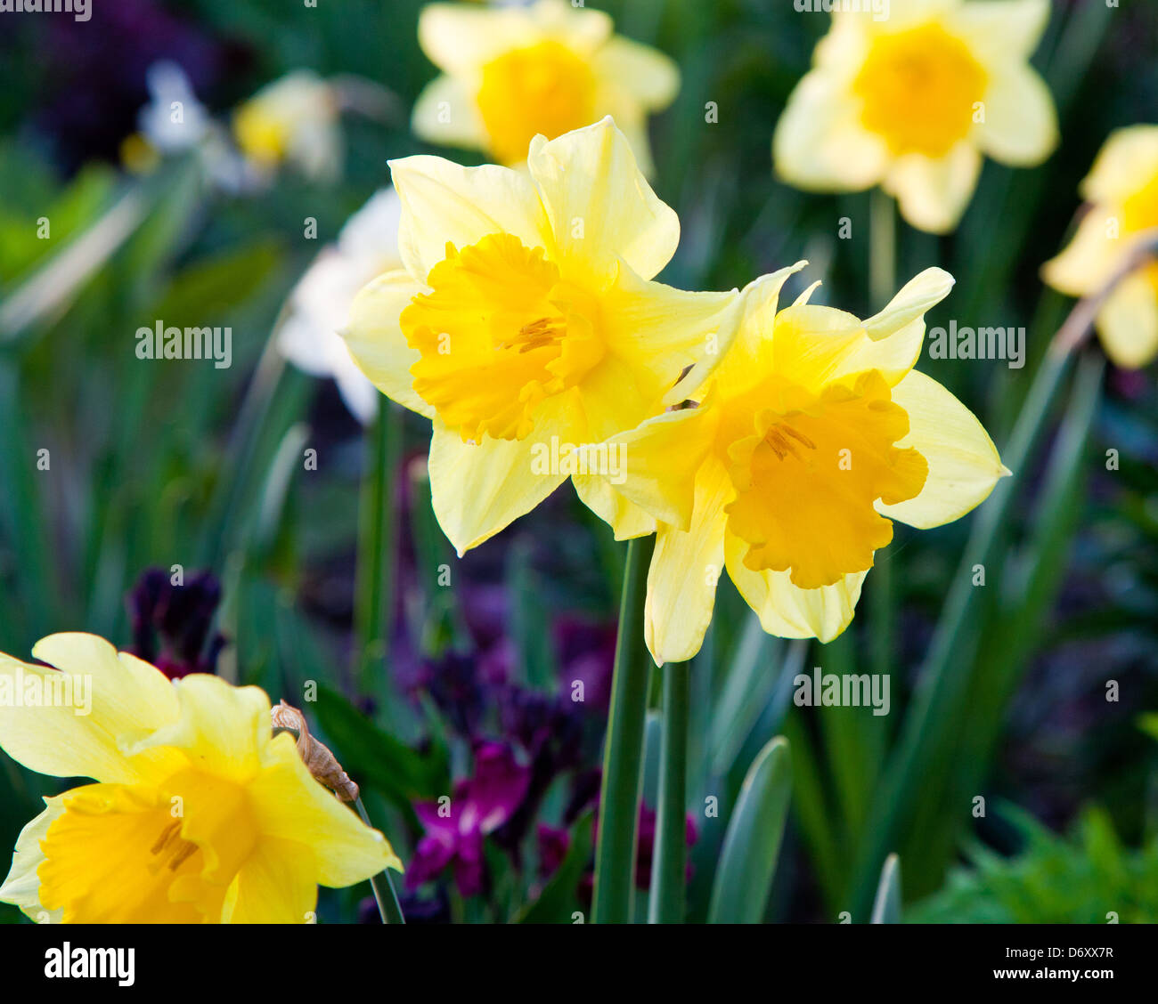Daffodils Hyde Park London UK Stock Photo