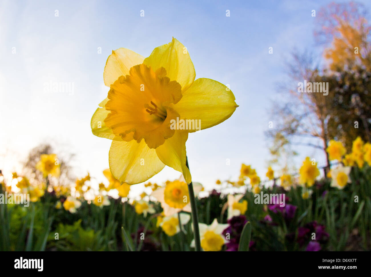 Daffodils Hyde Park London UK Stock Photo