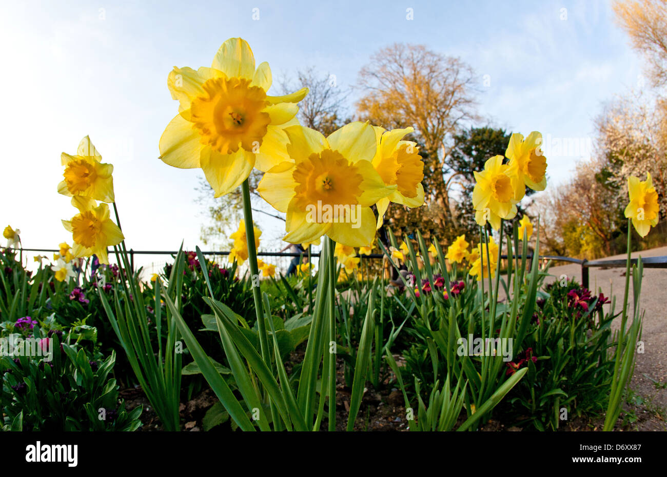 Daffodils Hyde Park London UK Stock Photo Alamy