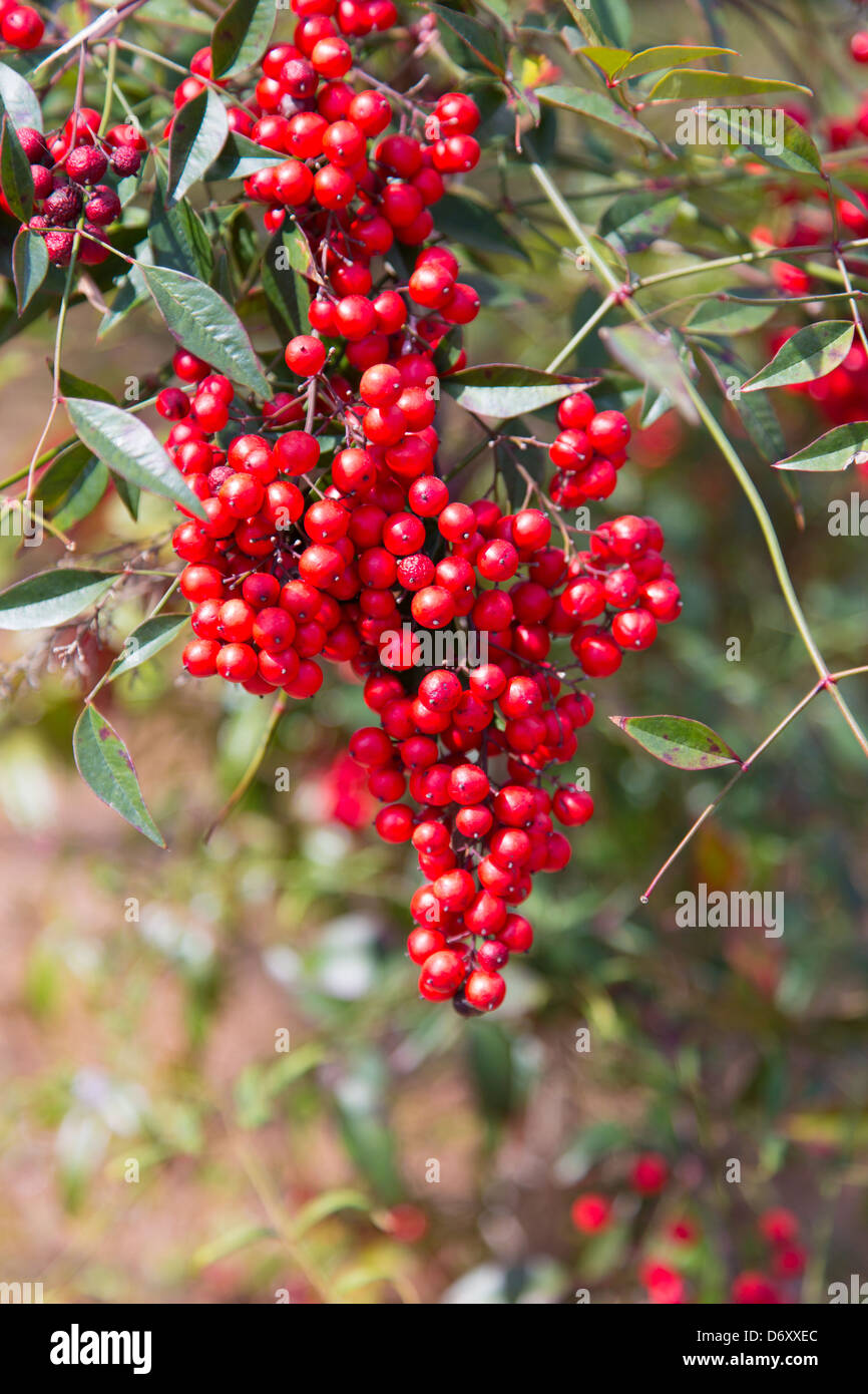 Grape like berries hires stock photography and images Alamy
