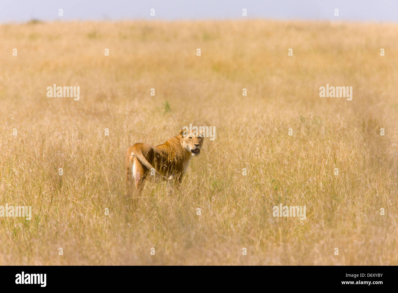 Masai lion hi-res stock photography and images - Alamy