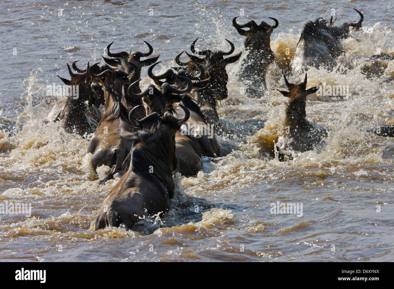 Wildebeest migration, crossing the Masai River, Masai Mara, Kenya Stock Photo