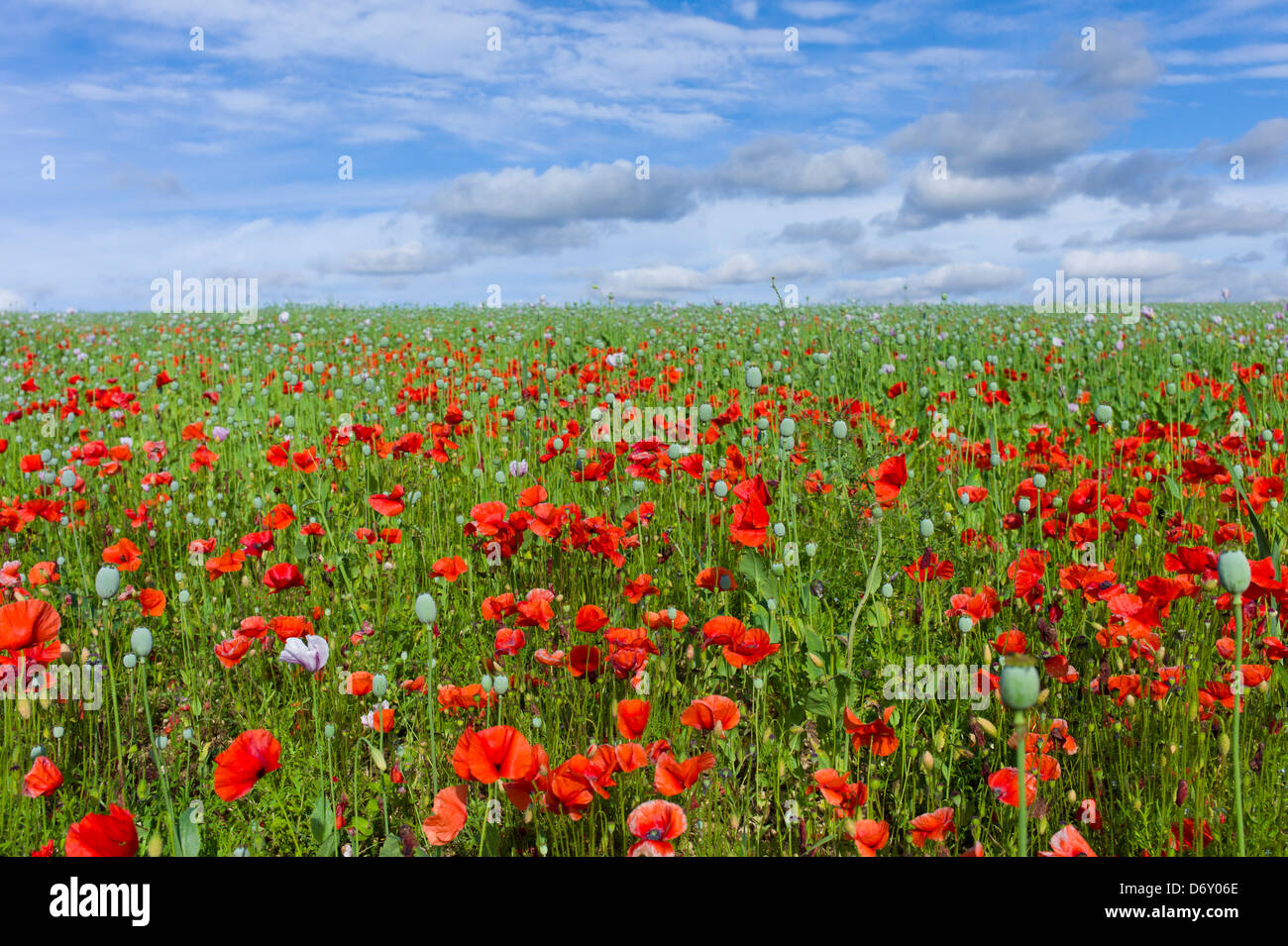 Poppies and other wildflowers in a crop meadow at Fonthill Gifford in Wiltshire, UK Stock Photo