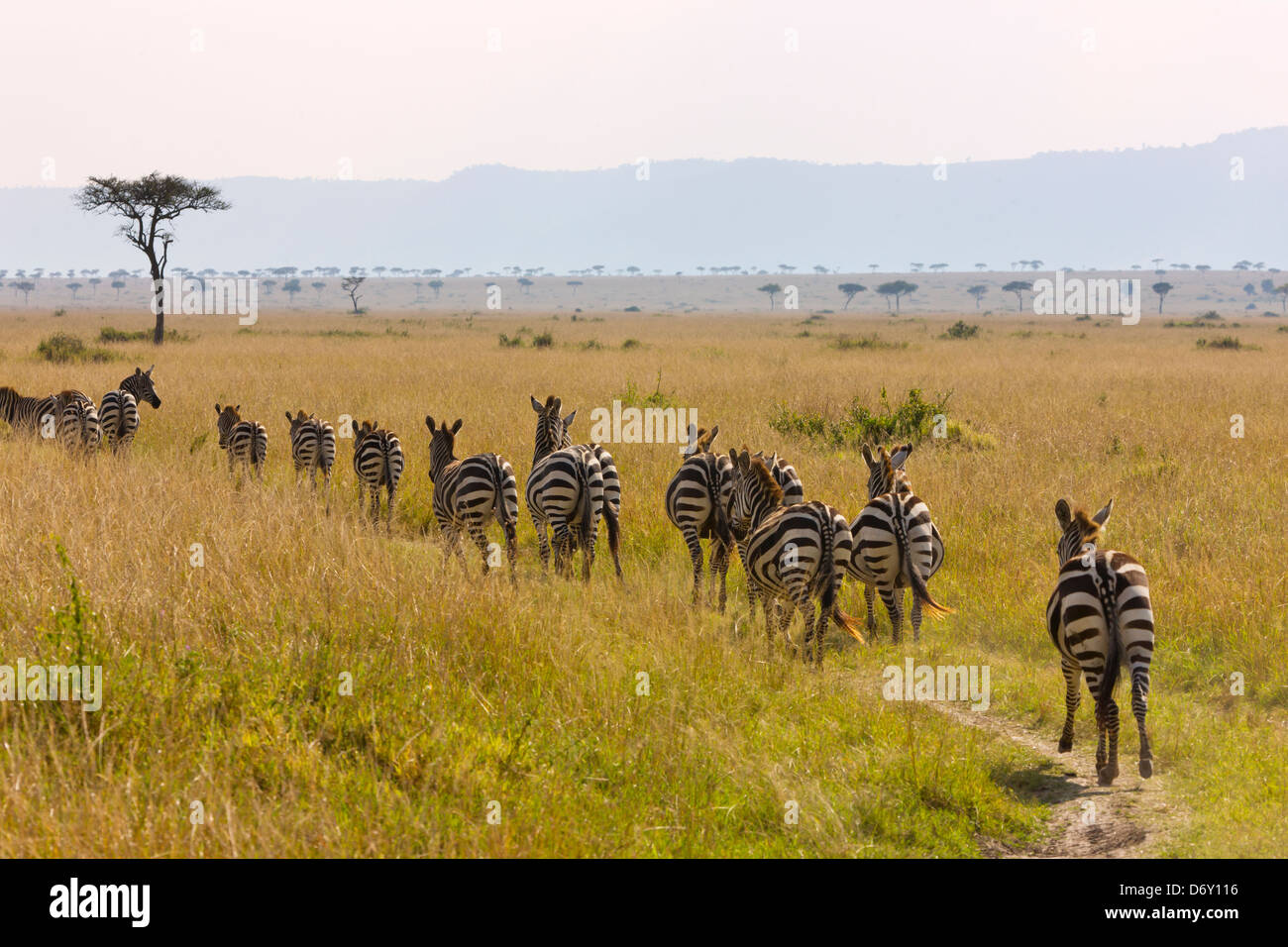 Savanna africa zebras herd hires stock photography and images Alamy