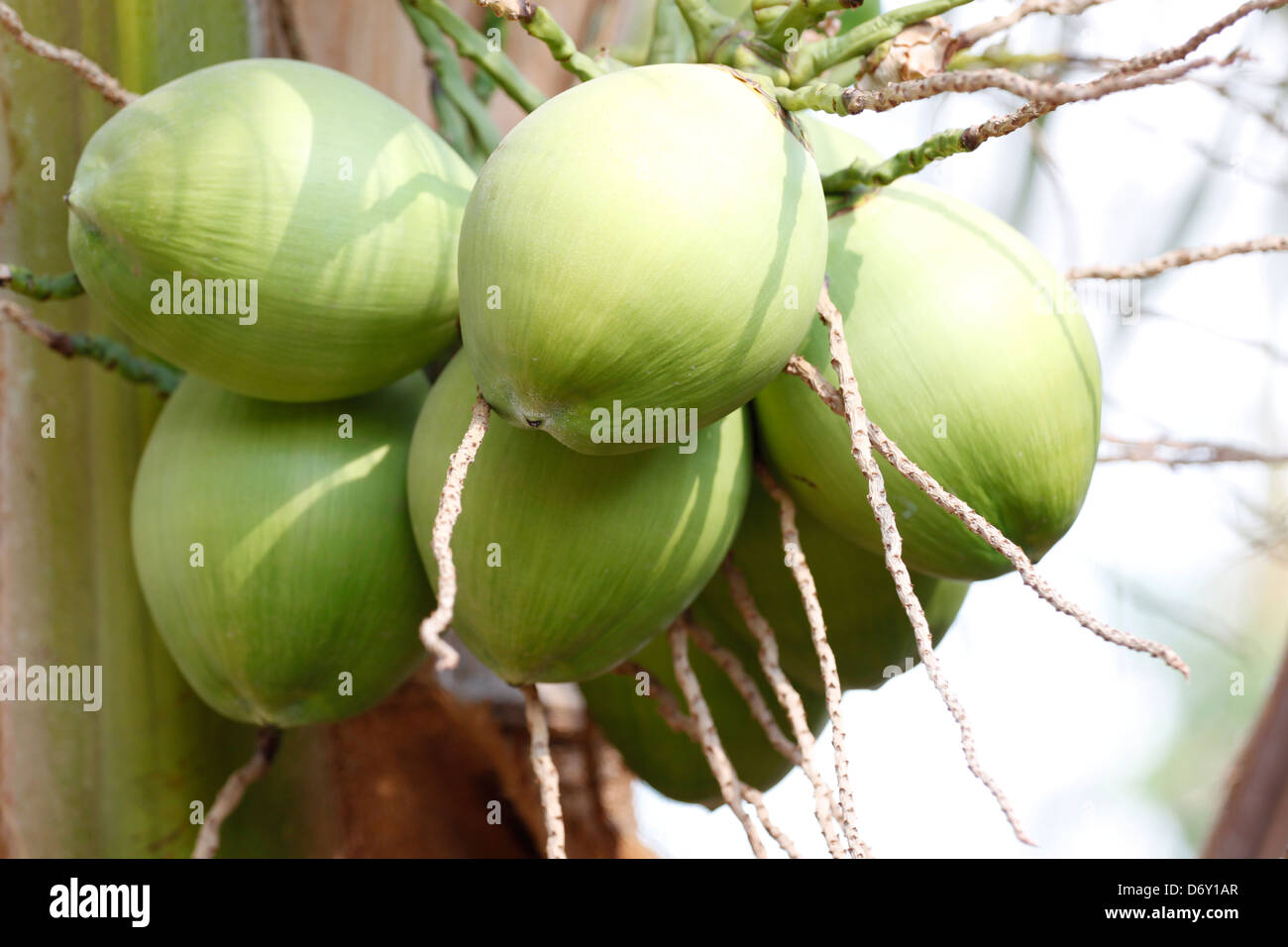 The Young coconut,It have a green color. Stock Photo