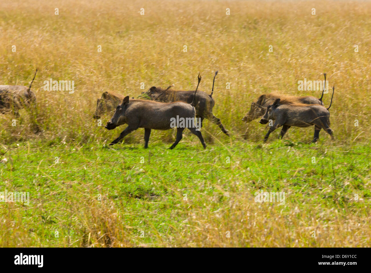 Warthog (Phacochoerus africanus), Masai Mara, Kenya Stock Photo