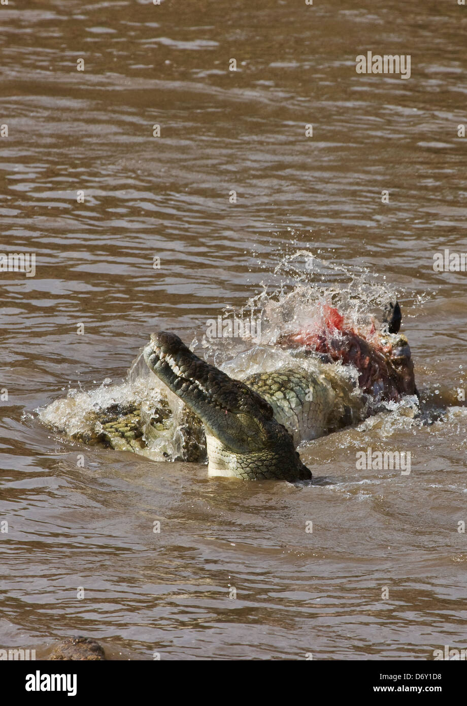 Crocodiles Eating Zebras
