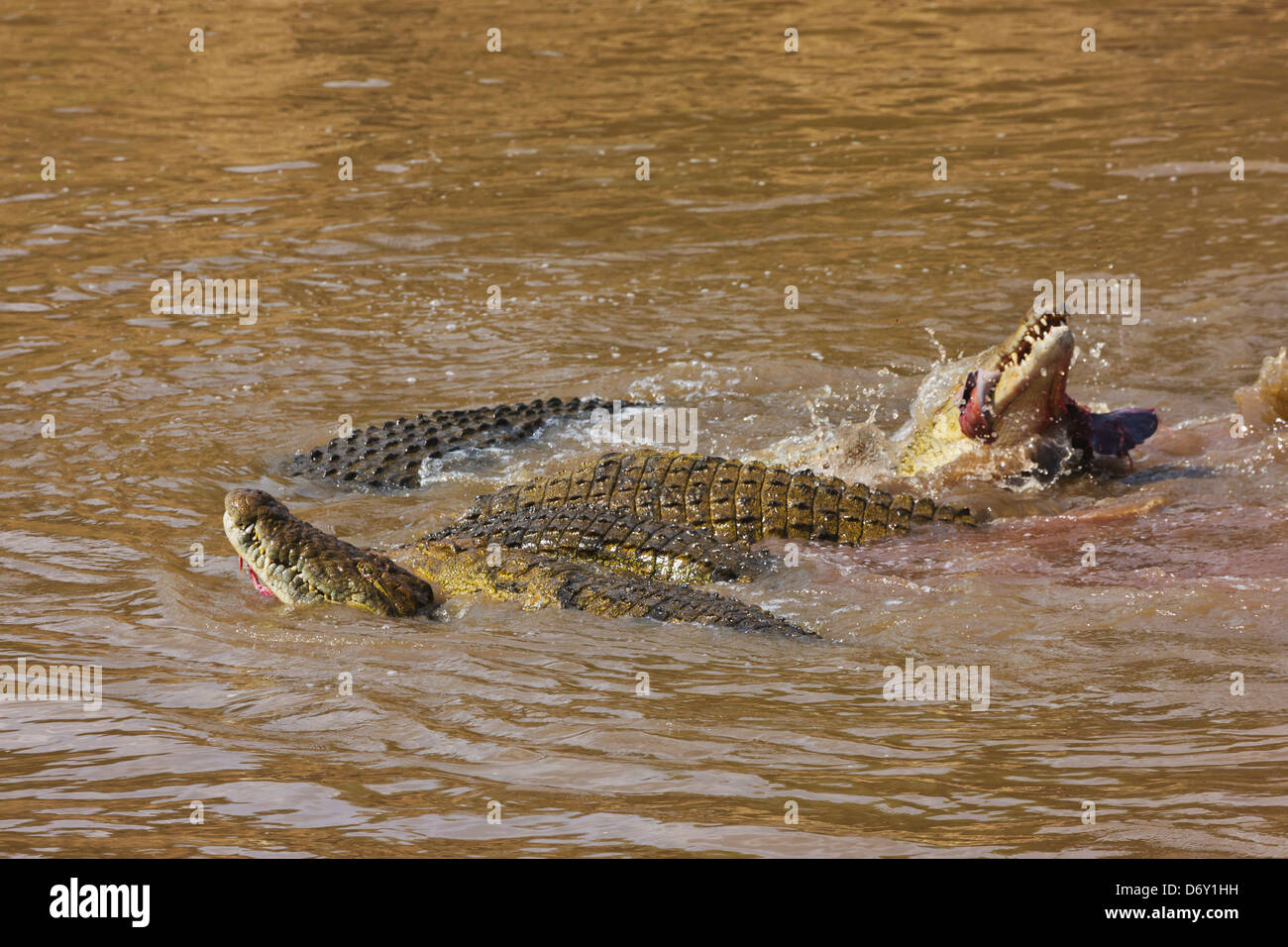 Mara river crossing zebra crocodile hi-res stock photography and images ...