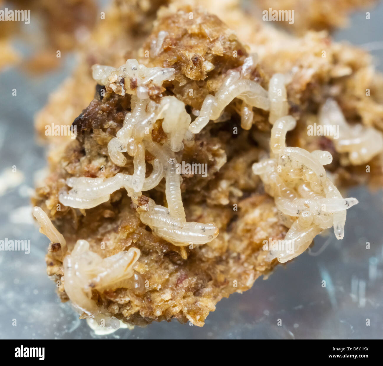 Egg to maggots hi-res stock photography and images - Alamy