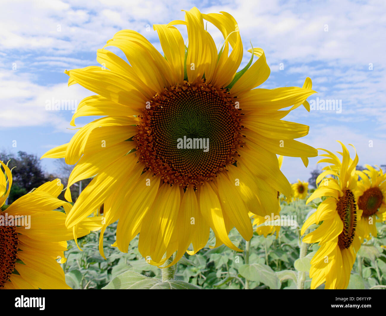 Sunflower Field with beautiful sky background Stock Photo - Alamy