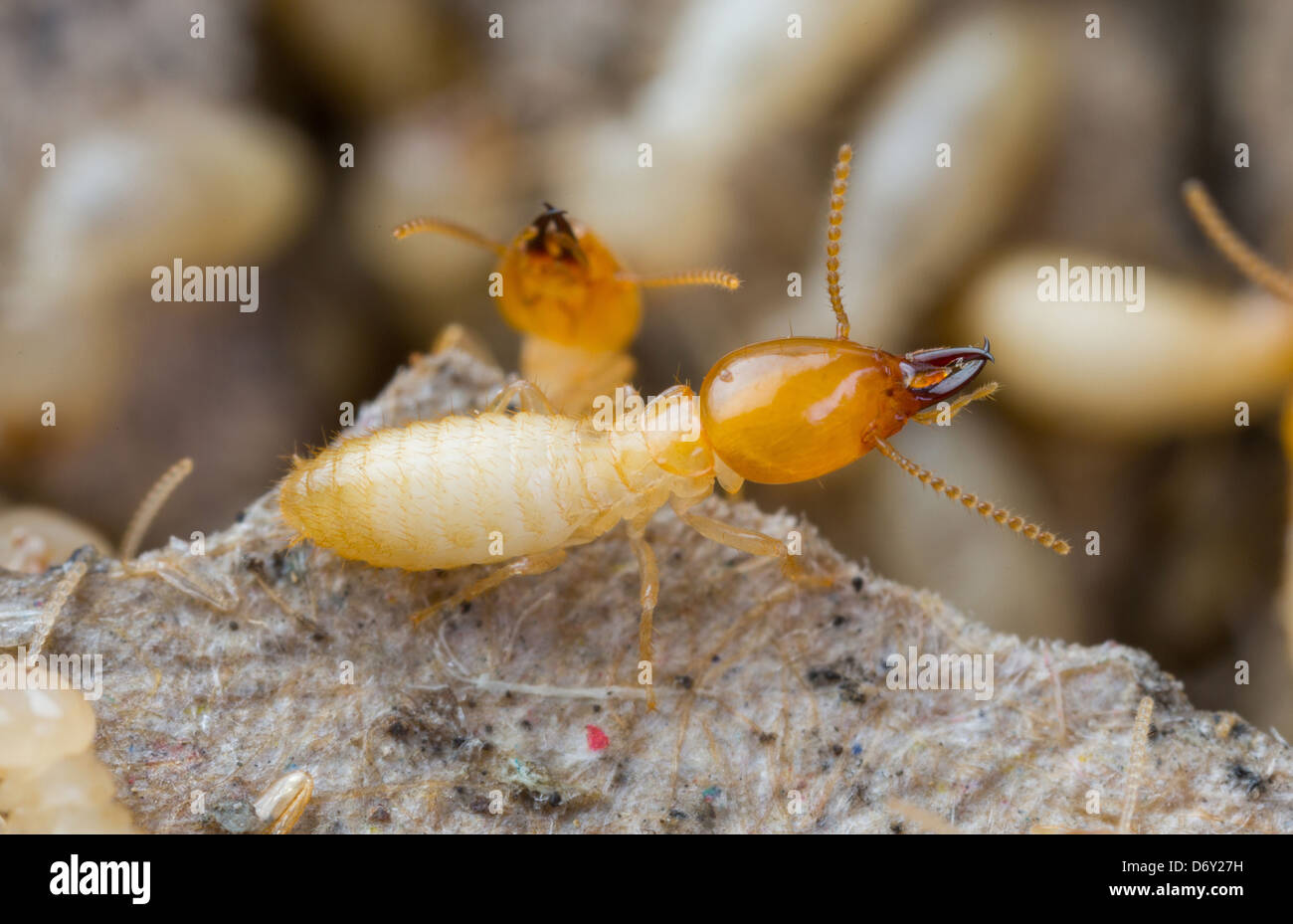 Wood eating ants hires stock photography and images Alamy