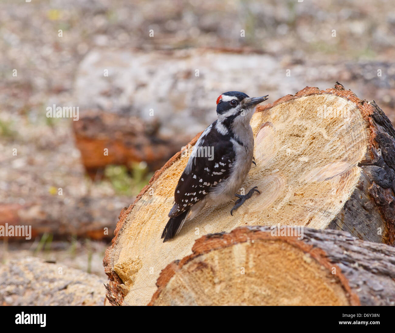 Hairy Woodpecker gripping on a freshly cut round of firewood with watchful eye Stock Photo