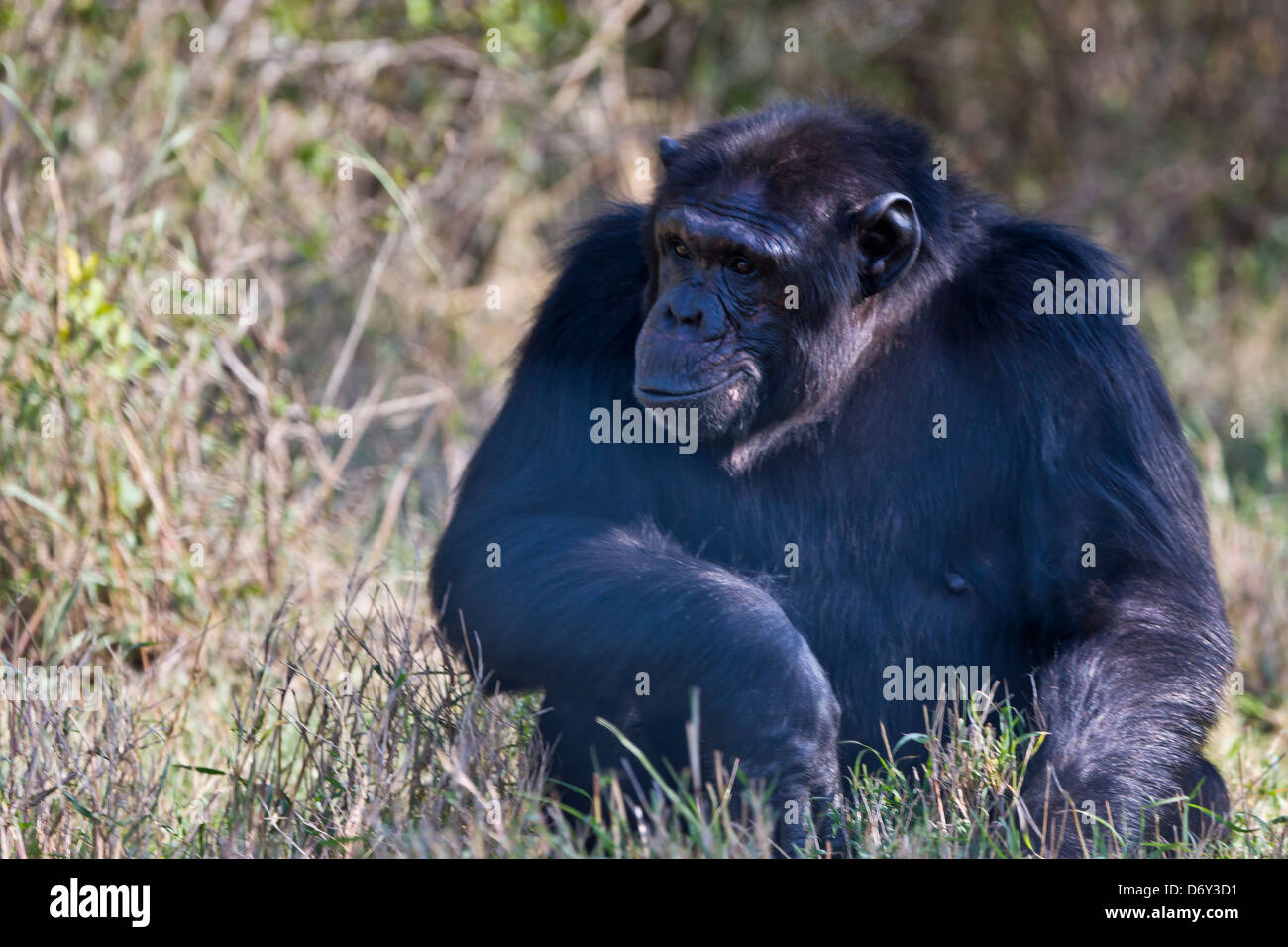 Chimpanzee, Samburu, Kenya Stock Photo