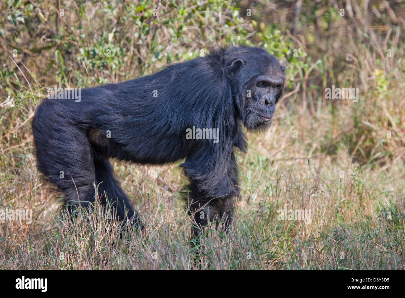 Chimpanzee, Samburu, Kenya Stock Photo